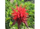 6 X Monarda 'Cambridge Scarlet' | Vaso 9 Cm X 9 Cm