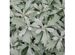 6 X Artemisia Argentata - Artemisia Ludoviciana 'Valerie Finnis' | Vaso 9 Cm X 9 Cm