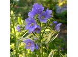 6 X Jakobsleiter - Polemonium Caeruleum 'Brise D'anjou' | Vaso 9 Cm X 9 Cm