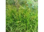 6 X Festuca Delle Palme - Carex Muskingumensis | Vaso 9Cm X 9Cm