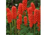 6 X Arum Italicum | Vaso 9Cm X 9Cm