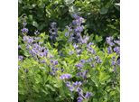 6 X Baccello Di Tintore Blu - Baptisia Australis | Vaso 9Cm X 9Cm