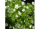 6 X Sassifrica Muschiosa - Saxifraga 'White Pixie' | Vaso 9 Cm X 9 Cm