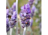 6 X Lavanda Di Provenza - Lavandula Intermedia 'Grappenhall' | Vaso 9 Cm X 9 Cm