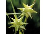 6 X Sedge Stella Del Mattino - Carex Grayi | Vaso 9Cm X 9Cm
