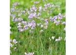 6 X Erba Cipollina - Cardamine Pratensis | Vaso 9Cm X 9Cm