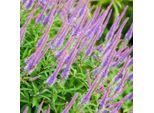 6 X Veronica A Candelabro - Veronicastrum Virginicum 'Fascination' | Vaso 9 Cm X 9 Cm