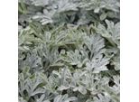 6 X Assenzio D'argento A Foglie Forcate - Artemisia Stelleriana 'Boughton Silver' | Vaso 9Cm X 9Cm