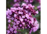 6 X Origano - Origanum Laevigatum 'Herrenhausen' | Vaso 9 Cm X 9 Cm