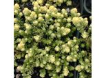 6 X Sedum Acre 'Elegans' | Vaso 9 Cm X 9 Cm