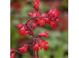 6 X Campanule Viola - Heuchera Brizoides 'Pluie De Feu' | Vaso 9 Cm X 9 Cm
