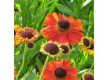 6 X Helenium 'Rubinzwerg' | Vaso 9 Cm X 9 Cm