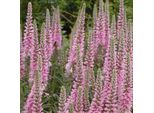 6 X Tritasassi - Veronica Spicata 'Heidekind' | Vaso 9Cm X 9Cm
