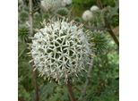 6 X Echinops Sphaerocephalus 'Artic Glow' | Vaso 9 Cm X 9 Cm