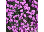 6 Garofani Di Pentecoste - Dianthus Gratianopolitanus 'Pink Jewel' | Vaso 9 Cm X 9 Cm