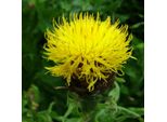 6 X Centaurea Gigante - Centaurea Macrocephala | Vaso 9Cm X 9Cm