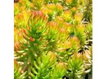 6 X Piante Grasse - Sedum Reflexum 'Angelina' | Vaso 9 Cm X 9 Cm