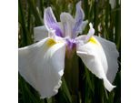 6 X Iris Giapponese - Iris Ensata 'Emotion' | Vaso 9 Cm X 9 Cm