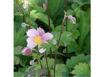 6 X Anemone Autunnale - Anemone Hupehensis 'September Charm' | Vaso 9 Cm X 9 Cm