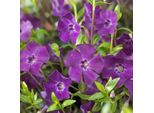 6 X Vinca Minore Sempreverde - Vinca Minor 'Atropurpurea' | Vaso 9 Cm X 9 Cm