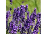 6 X Lavanda - Lavandula Angustifolia 'Hidcote' | Vaso 9 Cm X 9 Cm