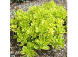 6 X Pinguicola Della Kamchatka - Sedum Kamtschaticum | Vaso 9Cm X 9Cm