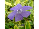 6 X ImmergrüN - Vinca Minor 'Aureovariegata' | Topf 9Cm X 9Cm