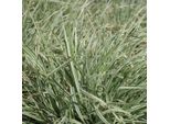 6 X Erba Bianca-Verde - Dactylis Glomerata 'Variegata' | Vaso 9 Cm X 9 Cm