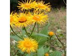 6 X Falso Elecampane A Fiore Grande - Telekia Speciosa | Vaso 9Cm X 9Cm
