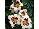 6 X Daylily - Hemerocallis 'Moon Masquerade' | Vaso 9 Cm X 9 Cm