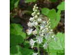 6 X Giglio Espanso A Foglia Di Cuore - Tiarella Cordifolia | Vaso 9Cm X 9Cm