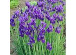 6 X Iris - Iris 'Caesar's Brother' | Vaso 9 Cm X 9 Cm
