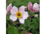 6 X Anemone Autunnale Infeltrita - Anemone Tomentosa 'Albadura' | Vaso 9Cm X 9Cm