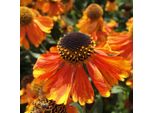 6 X Helenium 'Sahin's Early Flowerer' | Vaso 9 Cm X 9 Cm