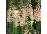 6 X Dito Di Venere - Digitalis Purpurea 'Apricot Beauty' | Vaso 9 Cm X 9 Cm