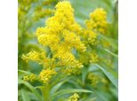 6 X Verga D'oro - Solidago 'Goldkind' | Vaso 9 Cm X 9 Cm