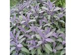6 X Salvia - Salvia Officinalis 'Purpurascens' | Vaso 9 Cm X 9 Cm