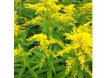 6 X Verga D'oro - Solidago 'Strahlenkrone' | Vaso 9 Cm X 9 Cm