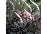 6 X Erba Di Cristo - Actaea Racemosa 'Atropurpurea' | Vaso 9 Cm X 9 Cm