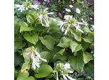 6 X Gigli Profumati Funkie - Hosta Plantaginea 'Grandiflora' | Vaso 9 Cm X 9 Cm