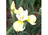 6 X Iris - Iris 'Butter And Sugar' | Vaso 9 Cm X 9 Cm