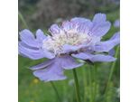 6 X Scabiosa Grande - Scabiosa Caucasica 'Perfecta' | Vaso 9 Cm X 9 Cm
