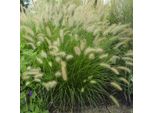 6 X Erba Pulitrice A Lampada Bassa - Pennisetum Alopecuroides | Vaso 9Cm X 9Cm