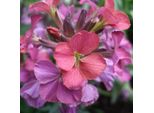 6 X Erysimum 'Constant Cheer' | Vaso 9 Cm X 9 Cm