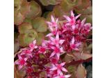 6 X Tappeto Di Sedum - Sedum Spurium 'Schorbuser Blut' | Vaso 9 Cm X 9 Cm