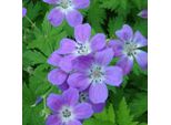 6 X Geranio Selvatico - Geranium Sylvaticum 'Mayflower' | Vaso 9 Cm X 9 Cm