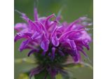 6 X Monarda 'Prairienacht' | Vaso 9 Cm X 9 Cm