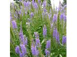 6 X Ehrenpreis - Veronica Spicata | Topf 9Cm X 9Cm