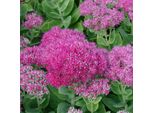 6 X Piante Grasse - Sedum Spectabile 'Brillant' | Vaso 9 Cm X 9 Cm