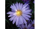 6 X Aster A Cuscino - Aster Dumosus 'Lady In Blue' | Vaso 9 Cm X 9 Cm